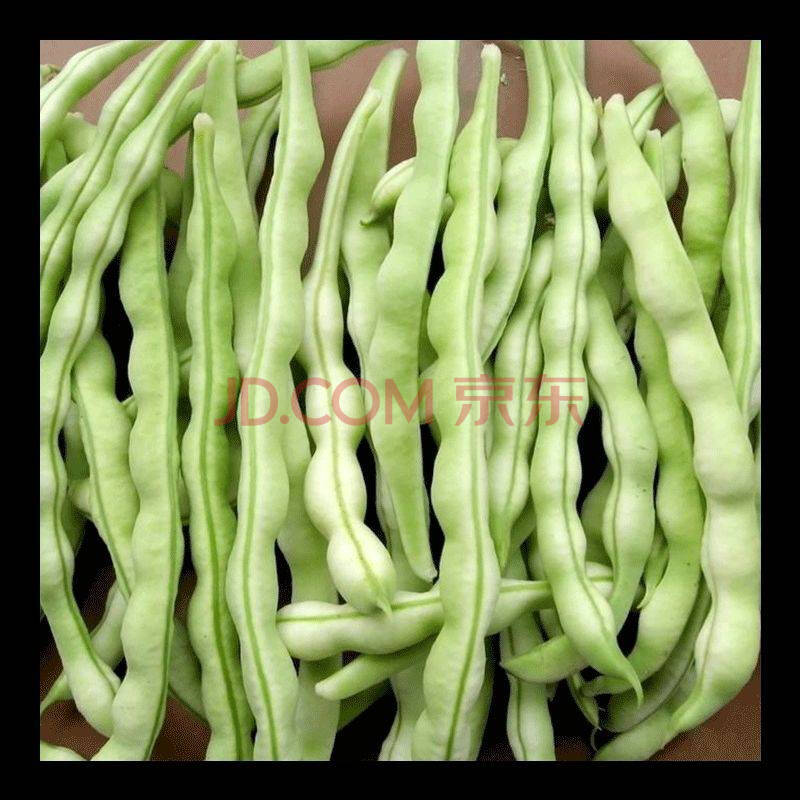 丹东新鲜芸豆角现摘扁豆老来少四季豆九粒白豆角白大架白不老芸豆
