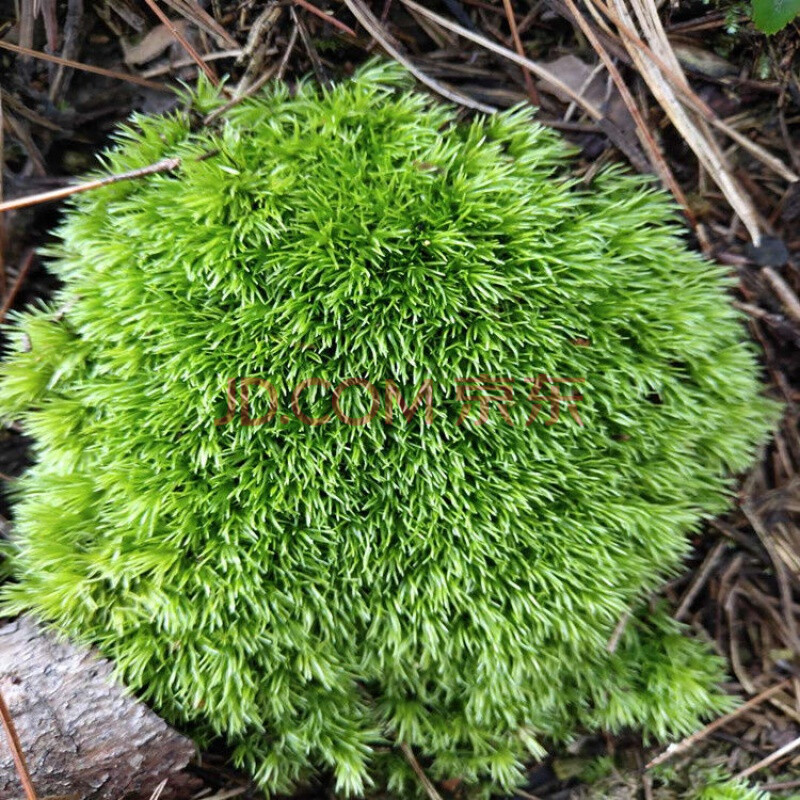 白发藓新鲜苔藓植物微景观鲜活青苔盆景假山装饰朵朵藓白发藓-朵芮蜜