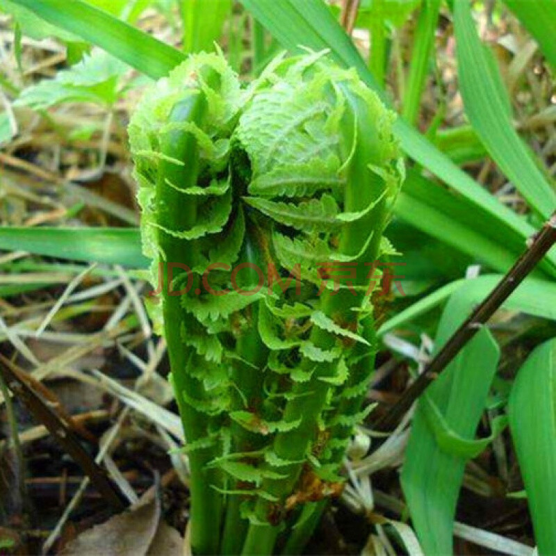 荚果蕨盆栽东北山野菜野鸡膀子中草药植物南北方四季种植易活绿植 多