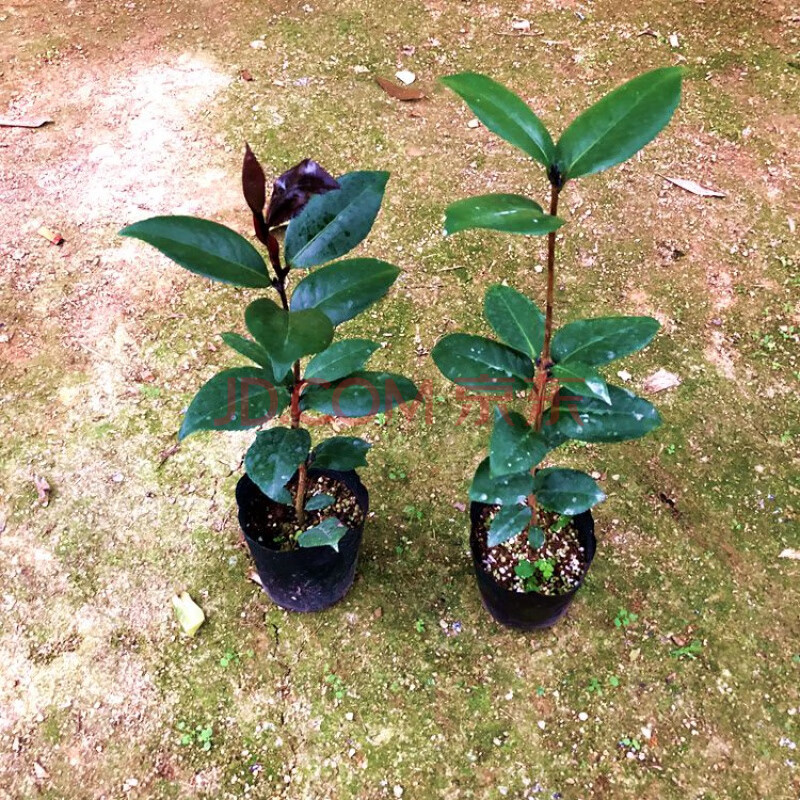 黑红叶贝拉山茶花树苗盆栽花卉绿植阳台室外庭院好养名贵植物龙岩 苗2