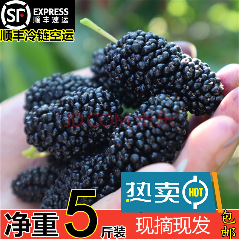 新鲜桑葚鲜果5斤顺丰黑桑葚果孕妇水果桑椹泡酒桑枣现