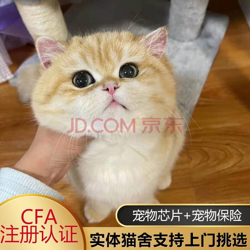 金渐层幼猫英短猫宠物猫英短金渐层猫咪活体纯种小猫银渐层 宠物级