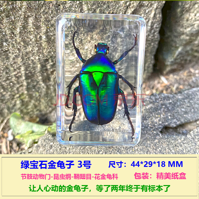 小动物真实昆虫树脂标本蝎子蝴蝶金龟子蜘蛛甲虫蜜蜂蚂蚁天牛蟋蟀 s