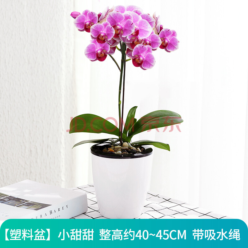 植物室内花蝴蝶兰花鲜花真花盆景 【吸水盆】小甜甜(花开可观赏2-3月)