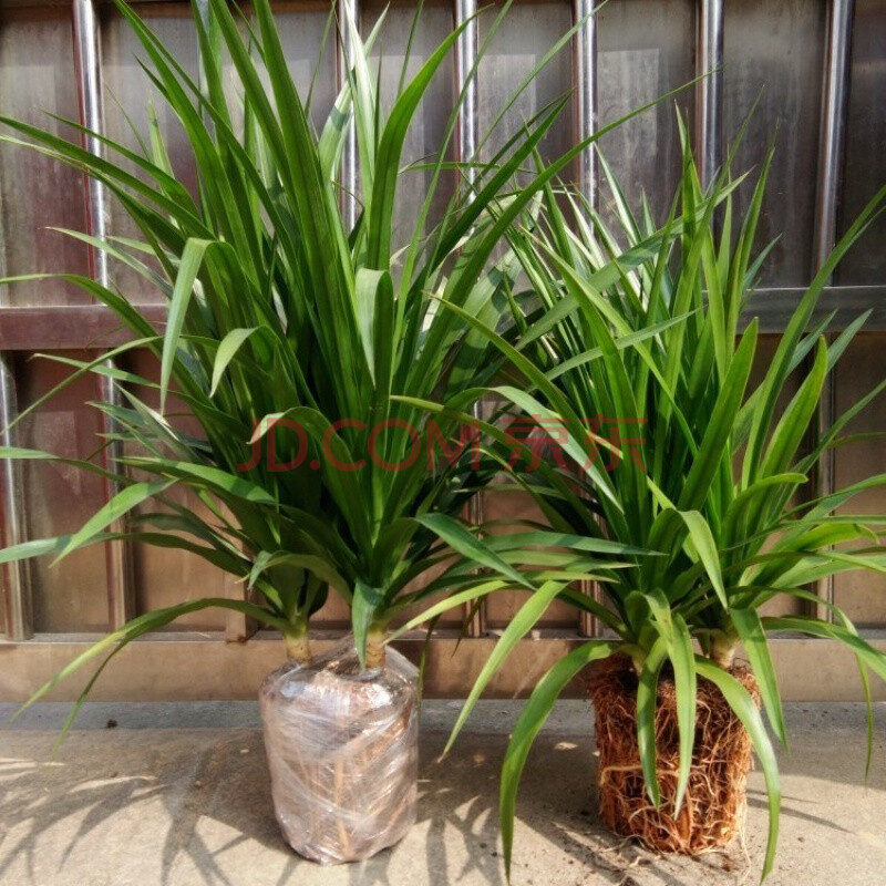 龙须树盆栽香龙血树龙须树苗花卉绿植盆栽龙须树多头植物 单头龙须树