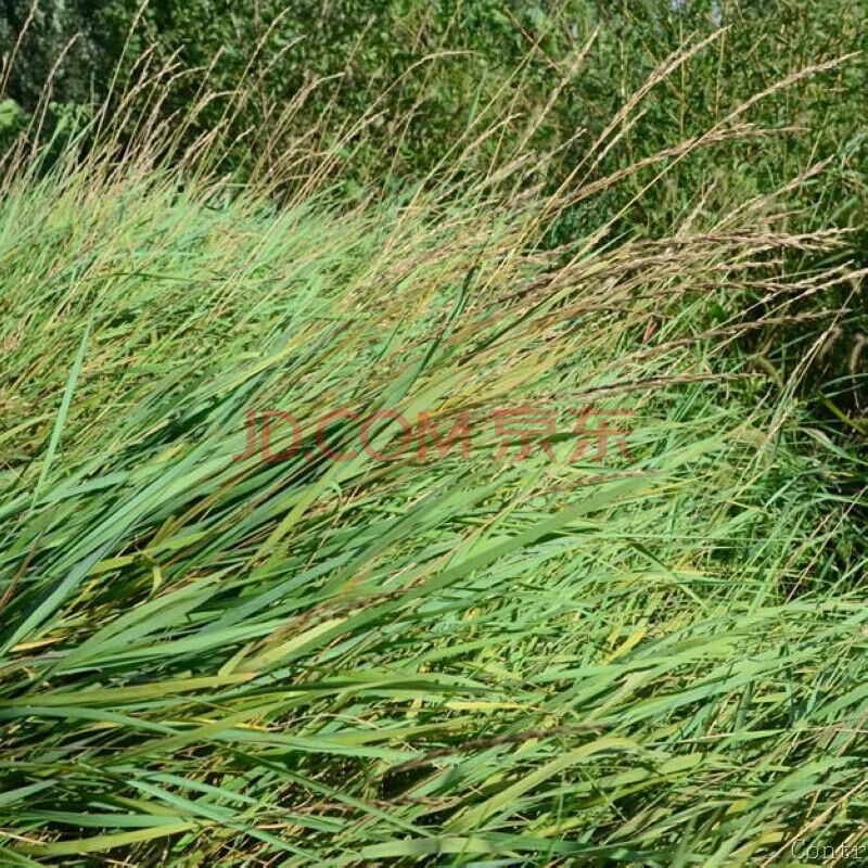 披碱草种子耐旱耐盐碱牧草种籽抗风沙抗寒草坪种子鸭碱茅草种子骏楷