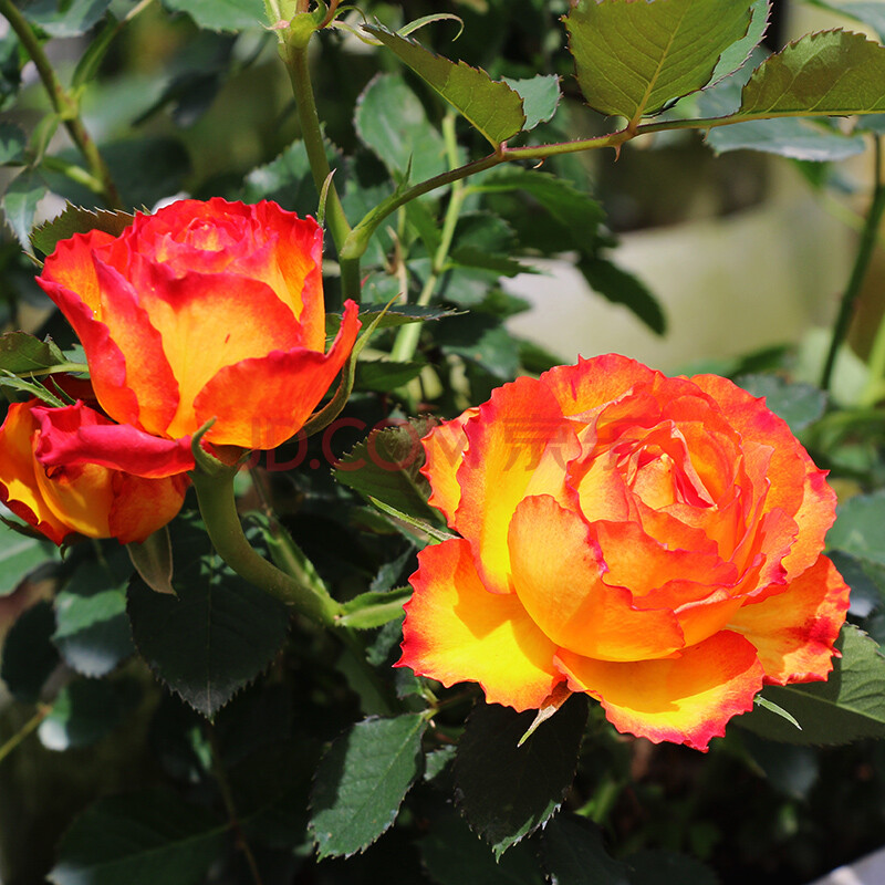 埃斯托里尔/火焰 阳台微型月季玫瑰花苗多季开花多头植株矮小易养