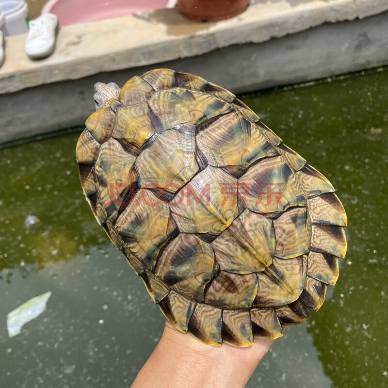 巴西龟特大红耳龟黄金龟乌龟大龟特大巴西龟超大下蛋乌龟活物 19-20