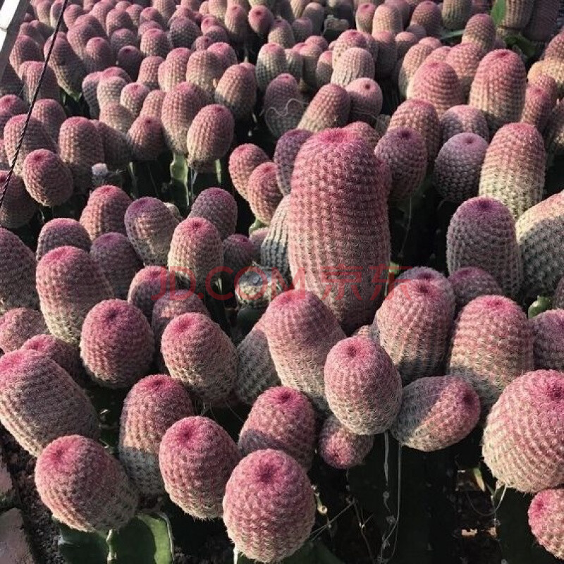 格林童话多肉红太阳仙人球多肉组合植物桌面盆栽仙人掌类室内开花大棵