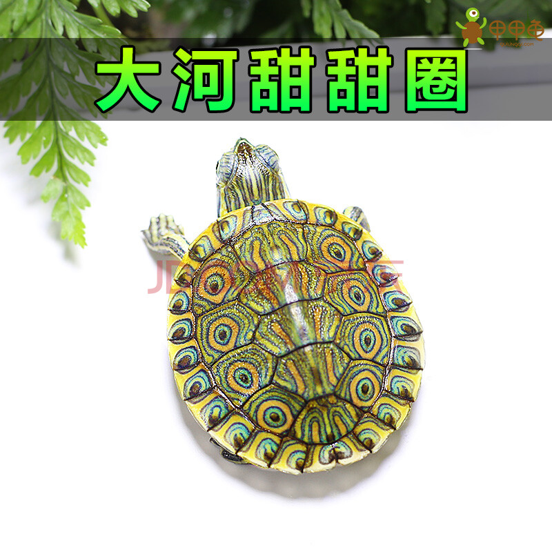 不二臣大河甜甜圈龟苗 佛州尼加拉瓜彩龟乌龟宠物水龟小乌龟活体甲甲