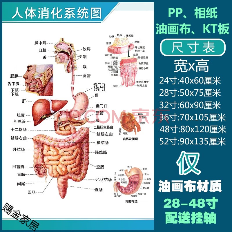 萨夫百德 人体解剖彩色学骨骼结构图神经肌肉五脏六腑淋巴示意解刨