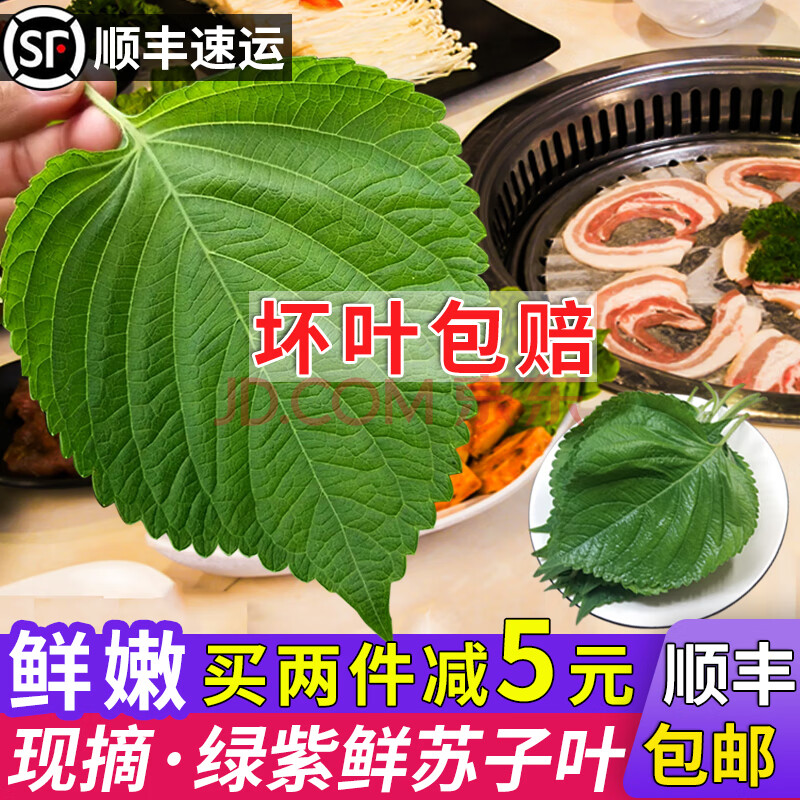 大地果缘【顺丰速运】1份东北鲜族新鲜苏子叶韩国烤肉叶泡菜蔬菜嫩叶