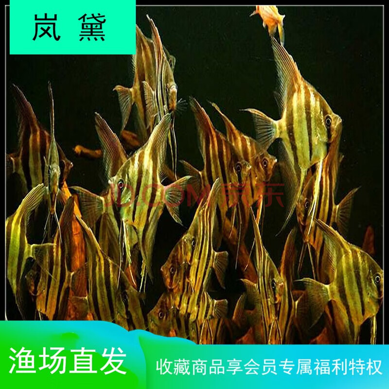 埃及神仙鱼活体哥伦比亚放生定水埃及神仙委内瑞拉圣菲利佩神仙淡水