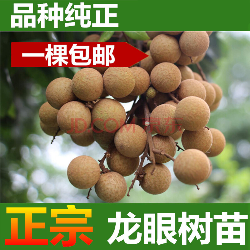 珊野 龙眼树苗 一棵 正宗嫁接桂圆树苗 储良 石硖 四季龙眼果树苗