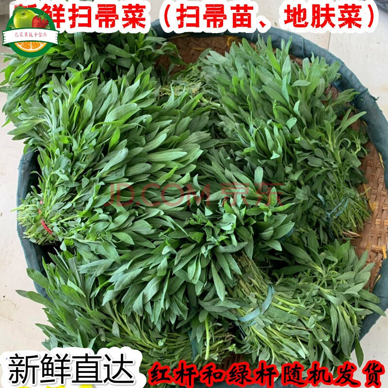 扫帚菜新鲜扫帚苗菜 铁扫帚菜 地肤菜 蒸整箱 2000g