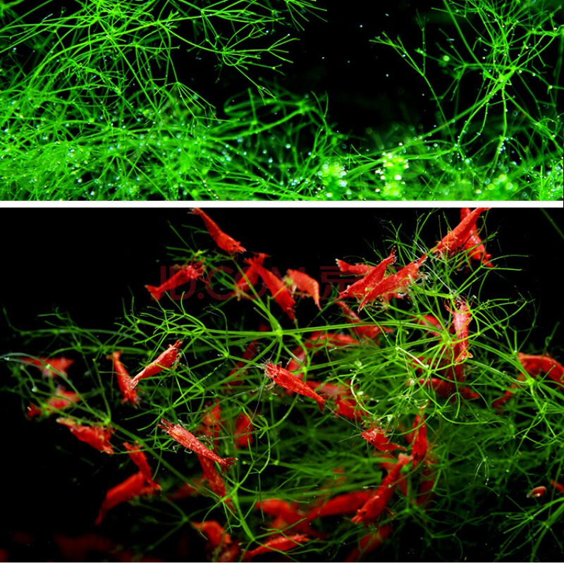 好养活体水草鱼缸养鱼造景植物装饰金鱼藻蜈蚣草满天星印度小竹节