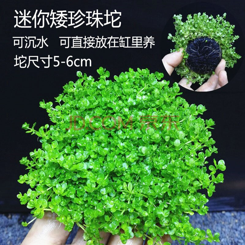 水草植物活体阴性无需二氧化碳co2水下叶红色爬地入门 迷你矮珍珠坨