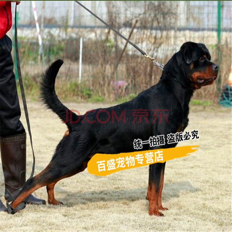 北京犬舍 出售 纯种血统罗威纳犬幼犬 大型德国罗威纳