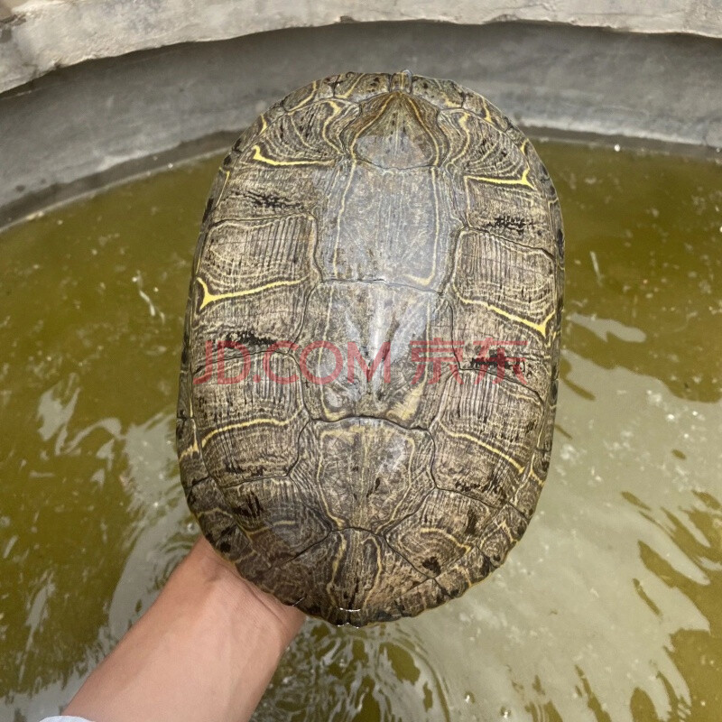 巴西龟特大红耳龟黄金龟乌龟大龟特大巴西龟超大下蛋乌龟活物 3.