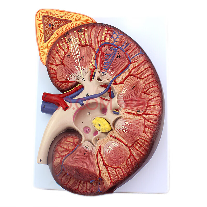 颐诺enovo 医学人体肾脏解剖模型肾脏结构肾器官肾上腺模型肾结构生殖