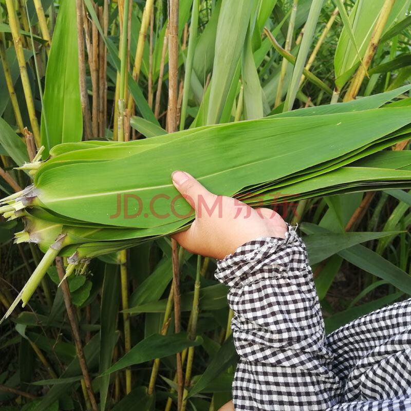 新鲜现摘粽子叶 广西米粽叶大号棕叶1斤粽叶芦苇叶 1斤 新鲜粽子叶