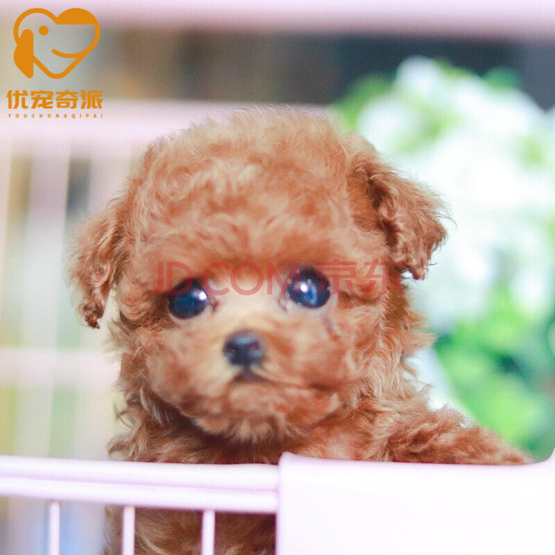 【30天保障】泰迪狗幼犬活体贵宾犬活体纯种宠物狗泰迪狗泰迪犬活体
