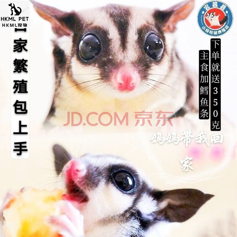 蜜袋鼯粮食活体幼崽蜜袋鼬口袋宠物小飞鼠会飞好养活粘人可爱 成年