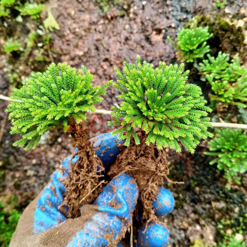 还魂草野生卷柏植物盆栽假山植物绿色植物还阳草室内阳台微型植物