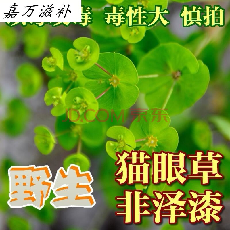 猫眼草泽漆五朵云阴干货中药材耳叶大戟 1000粒左右泽漆猫眼草种子