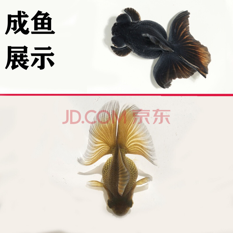 天弗精品熊猫蝶尾 金鱼活体观赏鱼黑白蝶尾鱼国粹鱼水族宠物 4-5cm黑