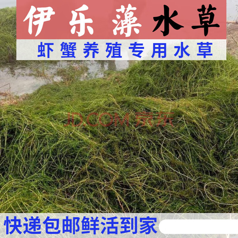 天弗伊乐藻吃不败水草小龙虾养殖专用吃的草鱼塘水池淡水净化水质植物