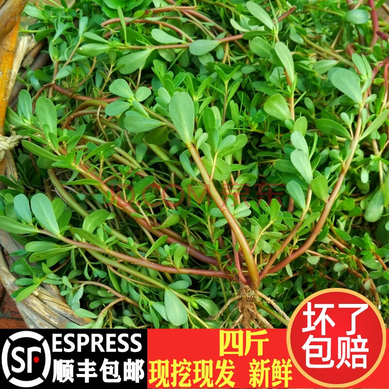 顺丰马齿苋菜新鲜现摘马齿菜马蜂菜马齿笕1-4斤食用野菜 2000g