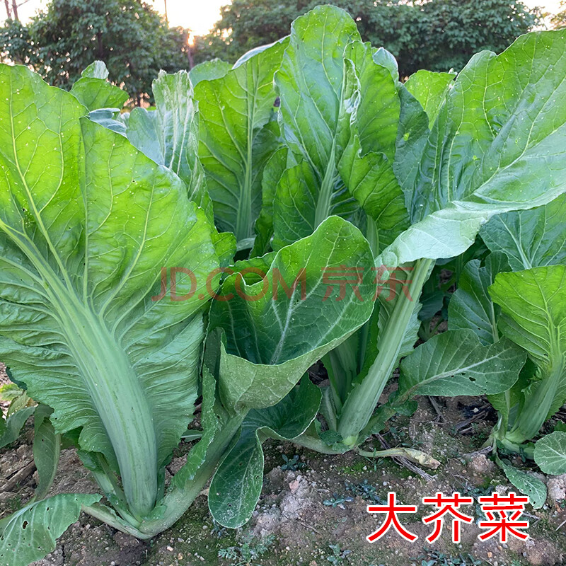 芥菜种籽本地土芥菜种子肉厚大叶高产青菜可腌制酸菜芥菜蔬菜种孑大肉