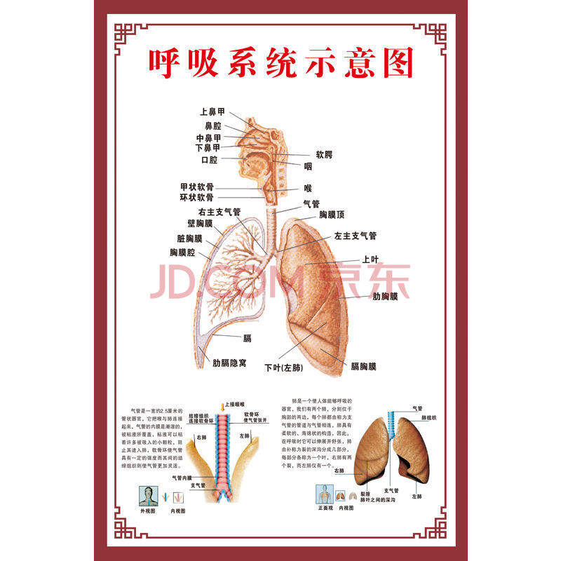 挂图人体内脏结构图全身器官分布穴位图人体骨骼图 z174b-呼吸示意图