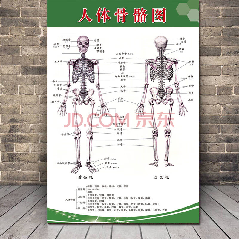 人体骨骼结构图 竖 40x60(厘米=24寸 相纸【加厚不带胶 覆