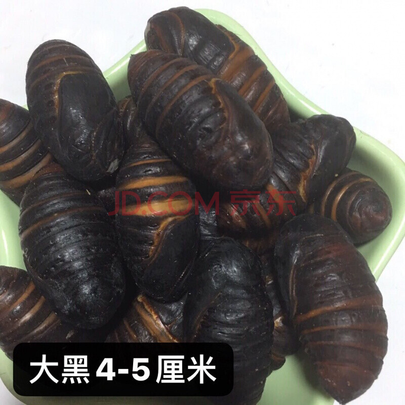 蚕蛹 营口直发东北特产茧蛹大黄蛹柞蚕蛹蝉蛹新鲜活蚕蛹 大黑4-5厘米
