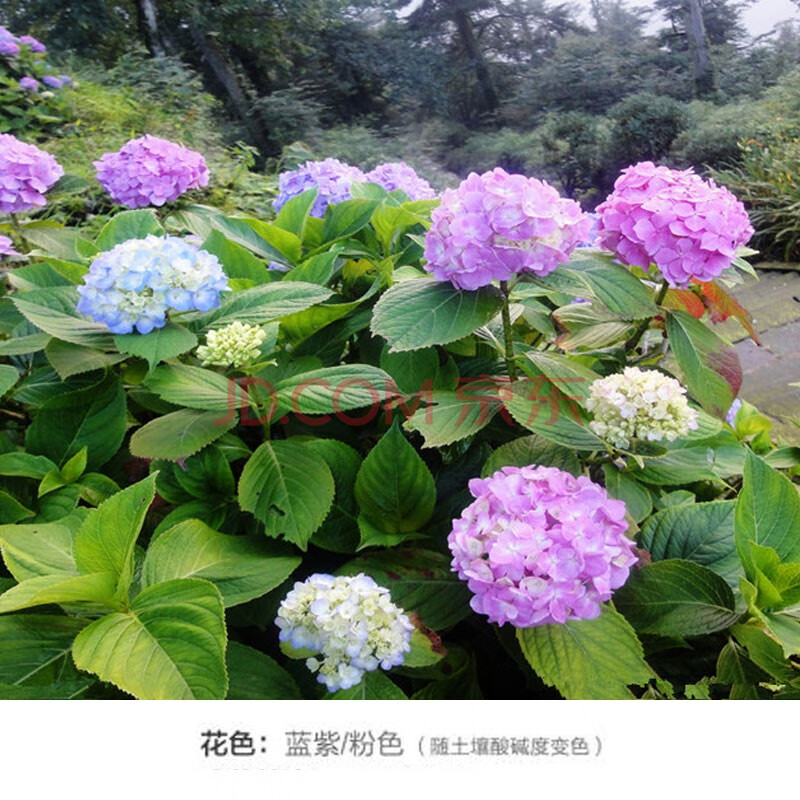 【鸿喆】大花绣球无尽夏八仙花绣球花苗盆栽花卉观花植物庭院阳台花卉