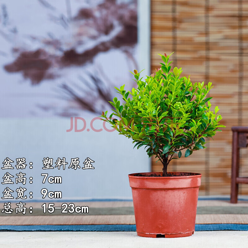 小叶赤楠盆景盆栽金丝楠木微型迷你植物茶几室内阳台 常青绿植 原盆