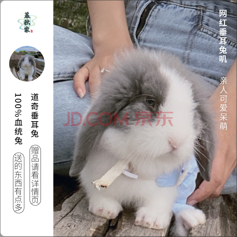 【小秋宠物】正规家养巨型安哥拉长毛兔侏儒猫猫垂耳.