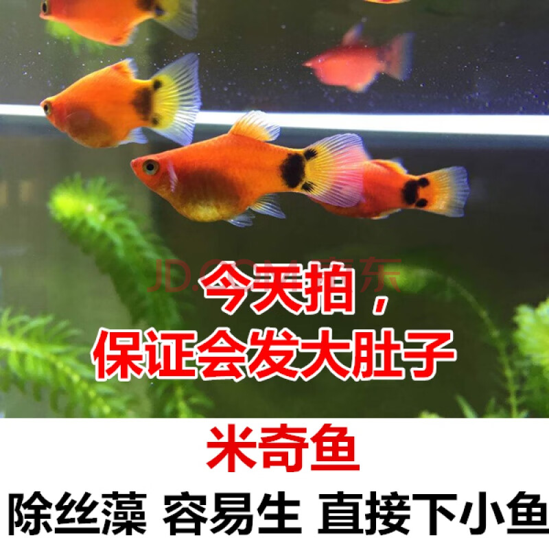 不二臣红剑鱼鱼 发财鱼 胎生鱼 热带鱼 红箭鱼 直接生小鱼好养 大红