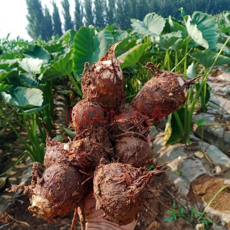 芋头新鲜蔬菜小芋头毛芋头香芋农家自种芋头芋艿 二斤小果