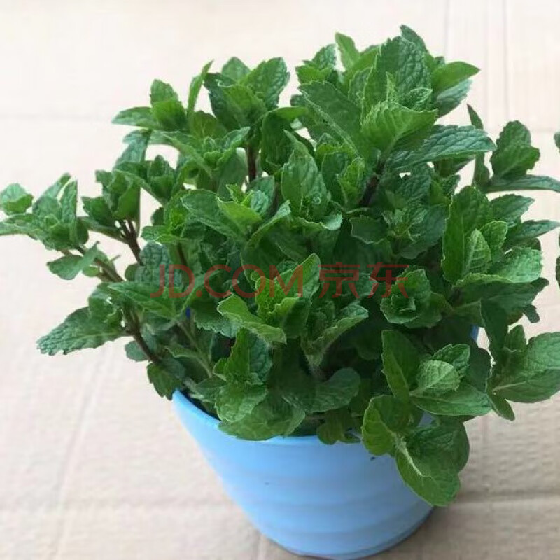 办公室阳台植物驱蚊苗可食用盆栽柠檬香蜂草 留兰香薄荷螺纹盆 盆托