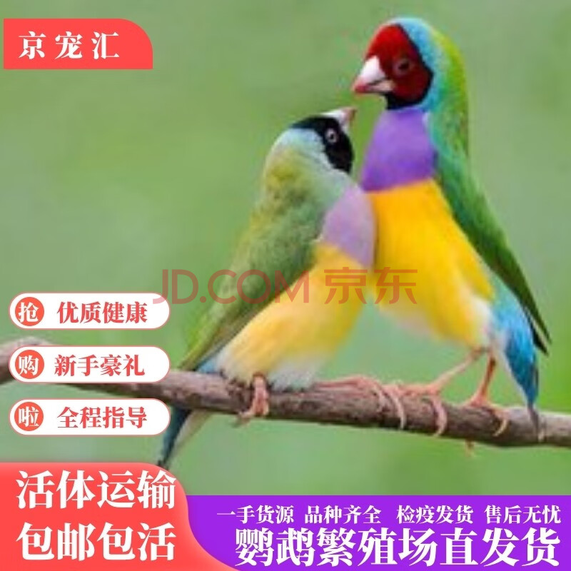 京宠汇 七彩鸟活体小型宠物观赏鸟珍珠鸟活物灰白文活体鸟 普彩一对