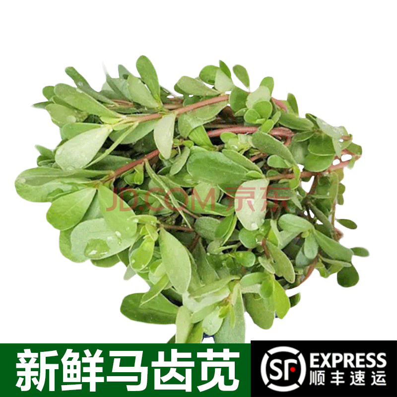 【顺丰】新鲜马齿苋 现摘马齿笕菜马蜂菜 食用野菜 2000g