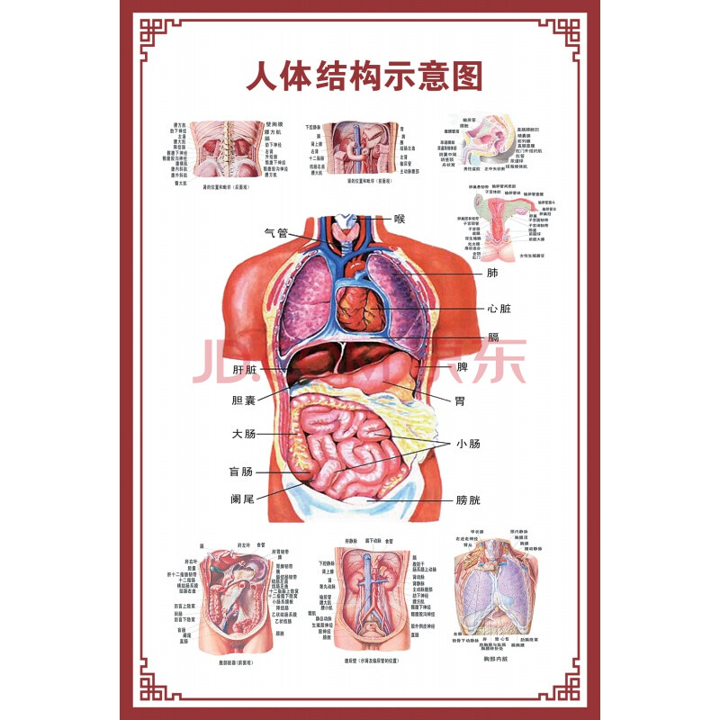 人体肌肉挂图 人体内脏解剖示意图医学骨骼肌肉器官血管血液结构图