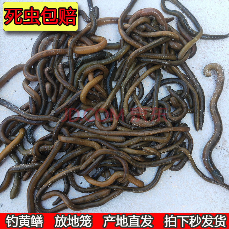 【死虫包赔】野钓蚯蚓活体钓黄鳝臭蚯蚓大中小号鱼饵蚯蚓活饵盒装