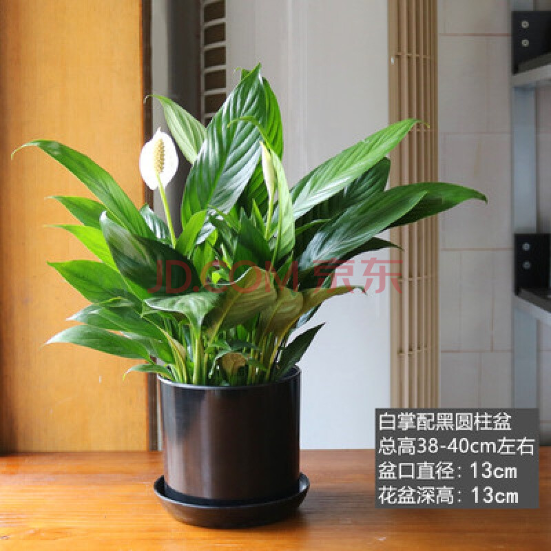 庭院阳台绿植室内花卉盆栽 白掌一帆风顺植物花卉桌面小盆栽好养的