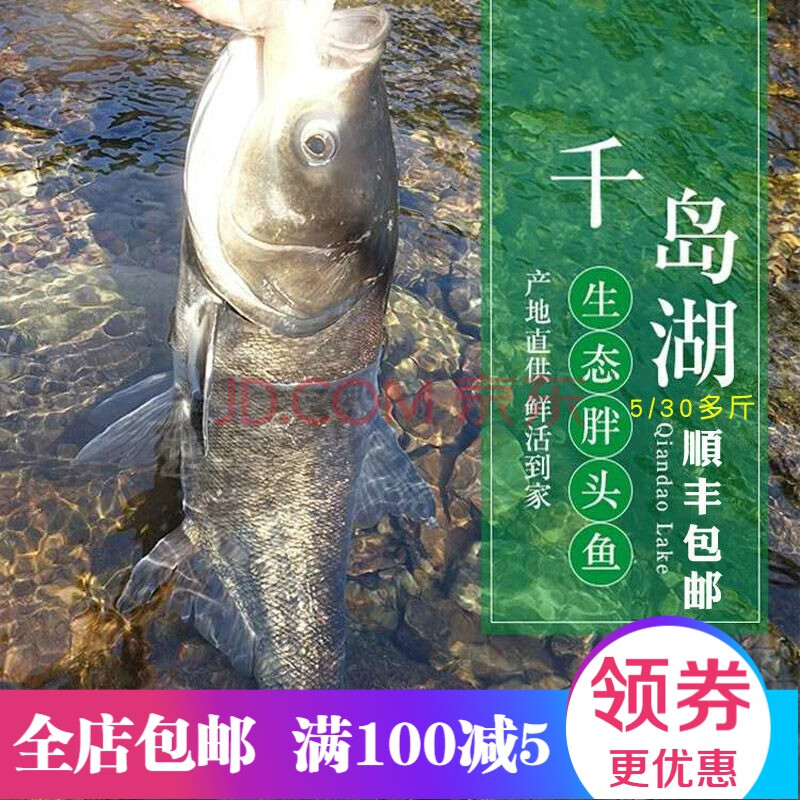 千岛湖特产鱼头包头鱼胖头鱼花鲢鱼鲢鳙鲜活水产淡水鱼肉年夜饭菜 整