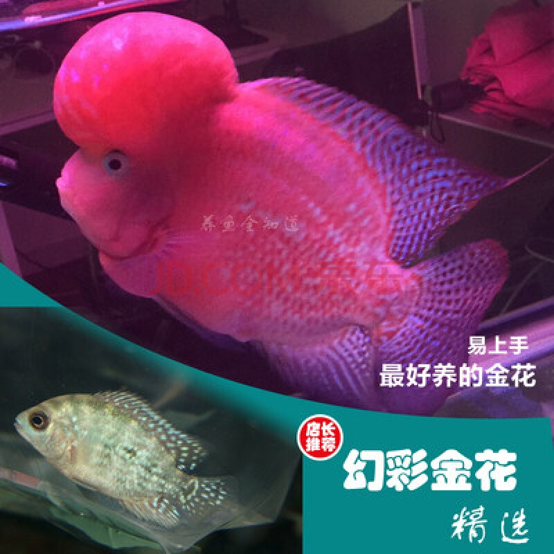 罗汉鱼起头大苗宠物鱼淡水家养鱼观赏鱼好养鸿运当头热带鱼 幻彩金花