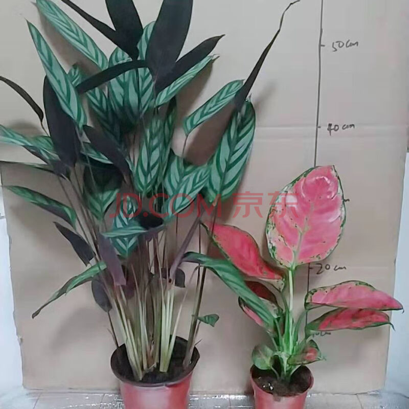 德骊嘉新飞羽竹芋盆栽植物苹果之星竹芋孔雀竹芋观叶绿植净化空气吸